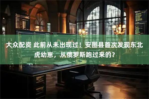大众配资 此前从未出现过！安图县首次发现东北虎幼崽，从俄罗斯跑过来的？