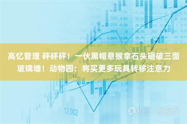高忆管理 砰砰砰！一伙黑帽悬猴拿石头砸破三面玻璃墙！动物园：将买更多玩具转移注意力